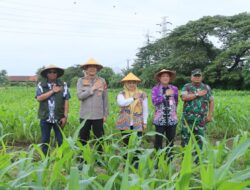 Polres Metro Tangerang Kota Dukung Swasembada Pangan Lewat Panen Raya Jagung Serentak Polri 2026